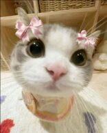 _wp_user_undefined_avatar